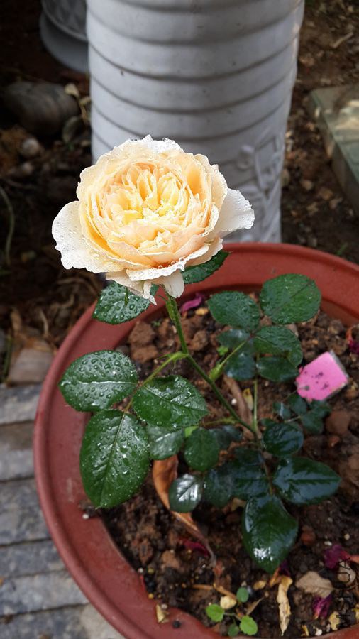 20140527_083953.jpg