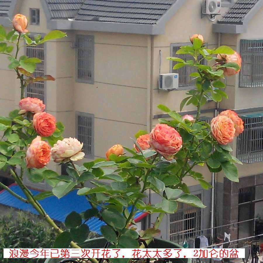 IMG_20140712_102738_����_ԭͼѹ��_900_��ע.jpg