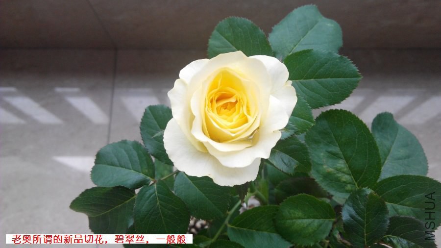 IMG_20140618_085338_�̴�˿_ԭͼѹ��_900_��ע.jpg