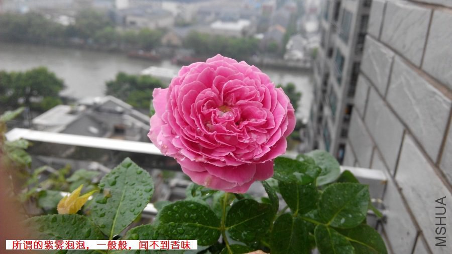 IMG_20140715_083250_��������_ԭͼѹ��_900_��ע.jpg