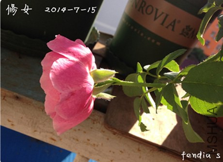 ��Ů140715.JPG