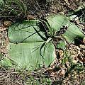 th00---Haemanthus_sanguineus_leaves_CM_jpg.jpg