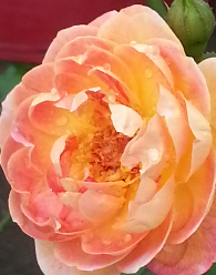 20140529_082229_mh1405401669478.jpg