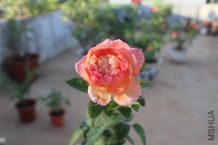 IMG_5012.JPG