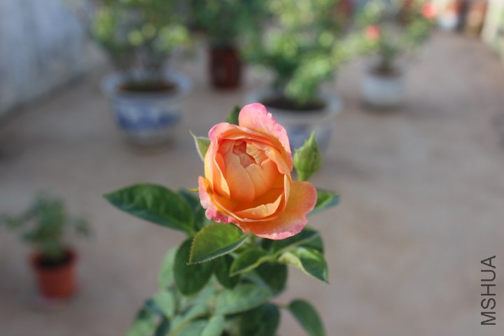 IMG_4989.JPG