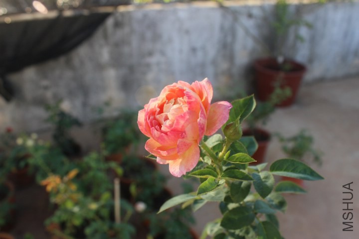 IMG_5016.JPG