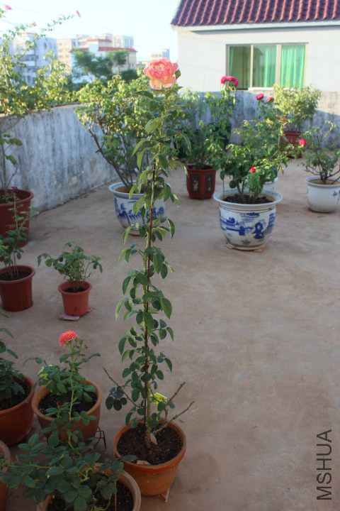 IMG_5014.JPG