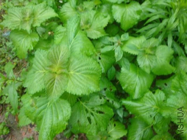 DSC05796.JPG
