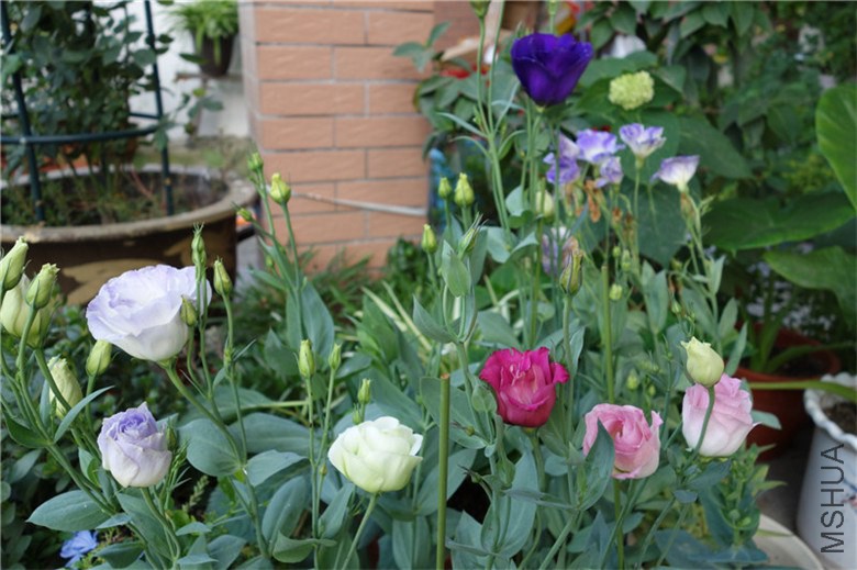 DSC04375.JPG