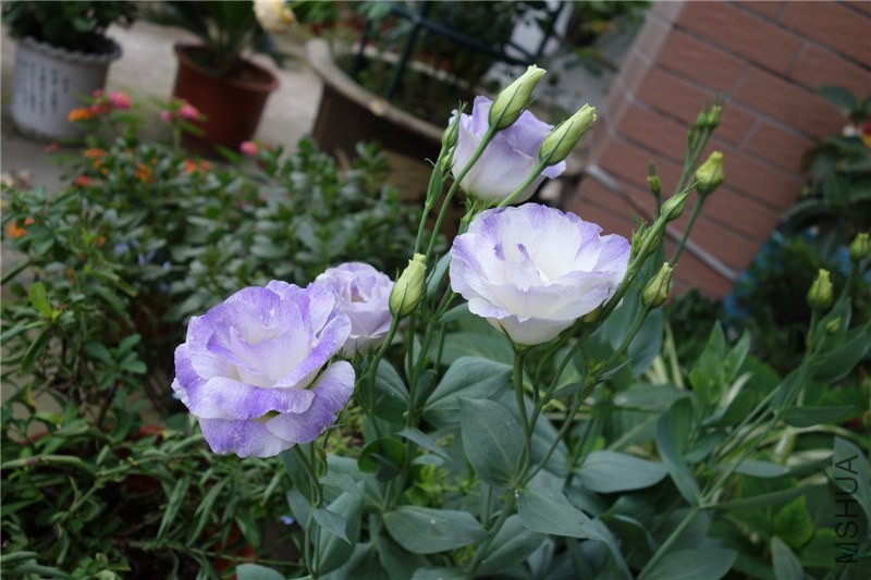 DSC04398.JPG