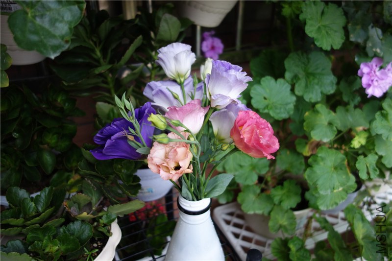 DSC04500.JPG