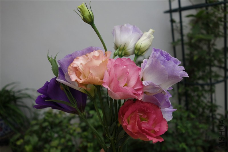 DSC04513.JPG