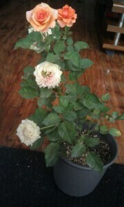 QQͼƬ20140716094032.jpg
