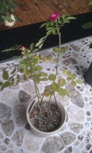 QQͼƬ20140716094418.jpg