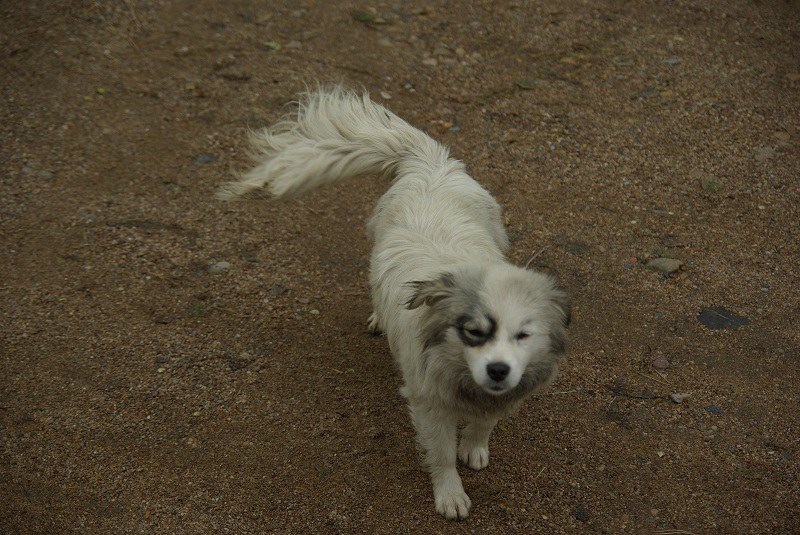 �ɰ���С��