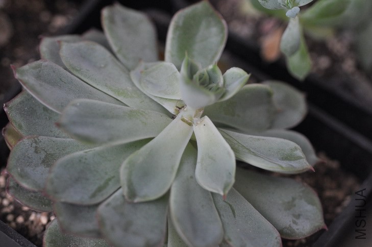 ���Ǳ�СŮ�ƺ����Ի���