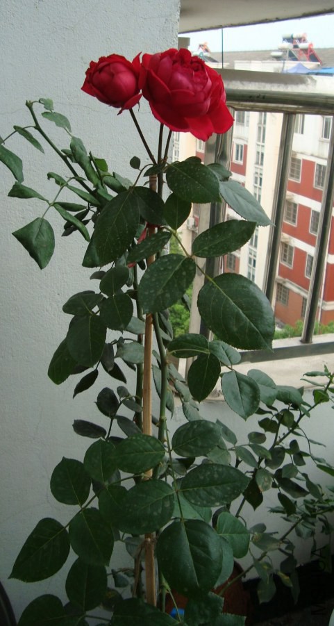 DSC04682.JPG