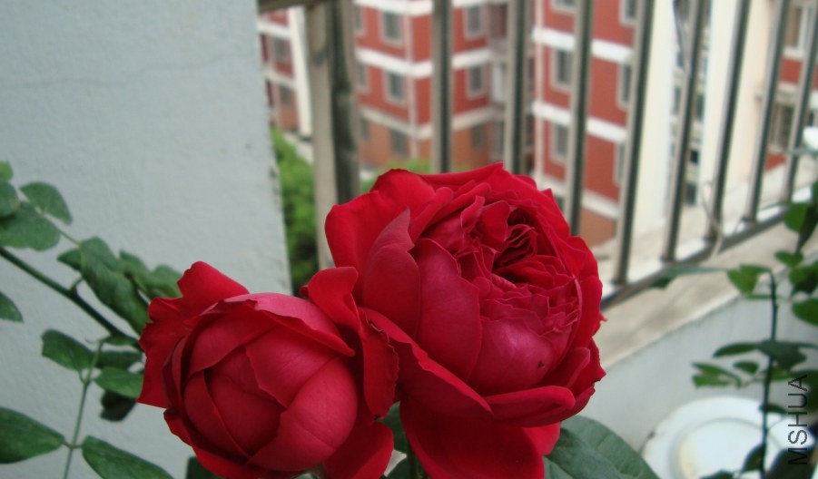 DSC04681.JPG