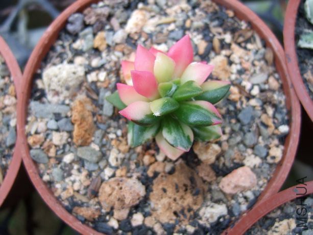 shopspe3192_L_shopspe3192_L_tn_20080317 132.jpg