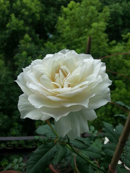 20140717_073756_��С��С.jpg