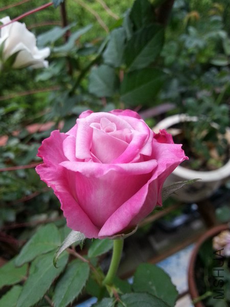 20140717_083146_��С��С.jpg