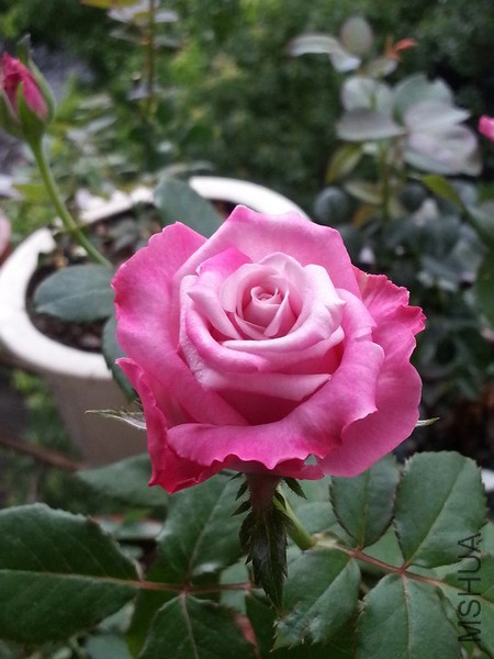 20140717_090955_��С��С.jpg