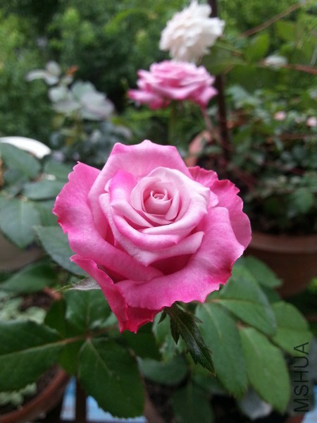 20140717_092127_��С��С.jpg