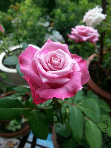 20140717_111928_��С��С.jpg