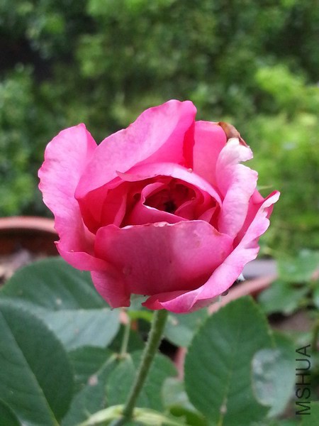 20140717_112218_��С��С.jpg