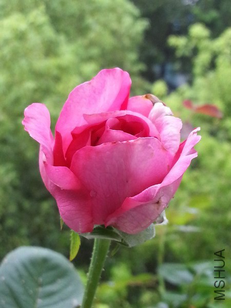 20140717_112356_��С��С.jpg