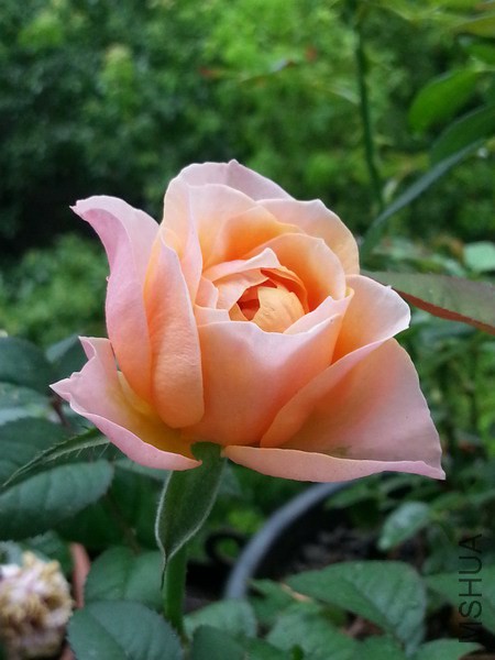 20140717_112847_��С��С.jpg