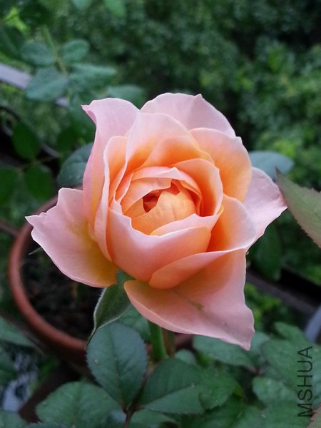 20140717_113100_��С��С.jpg