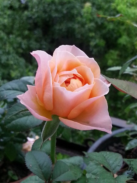20140717_113214_��С��С.jpg