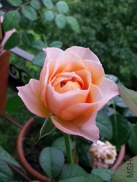 20140717_113322_��С��С.jpg