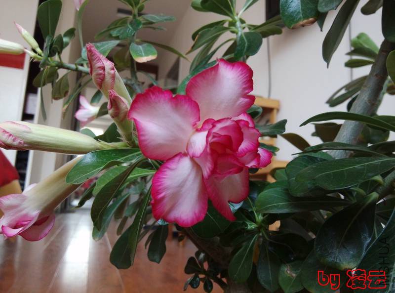 IMG_20140402_075154_1.jpg