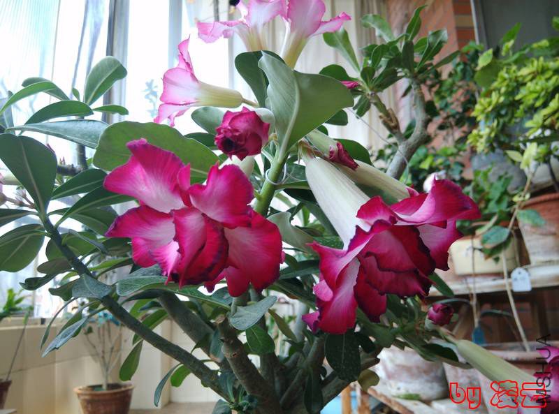 IMG_20140716_093402.jpg
