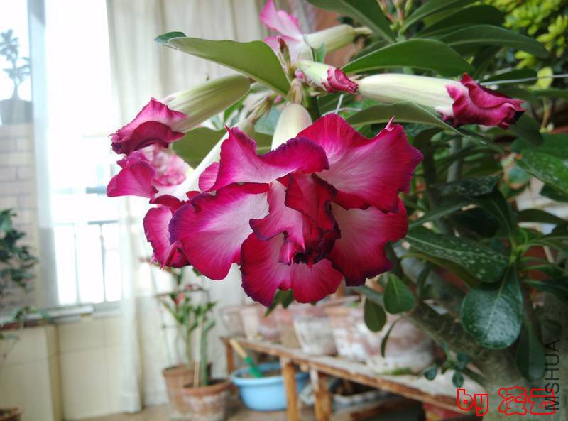 IMG_20140716_092917.jpg