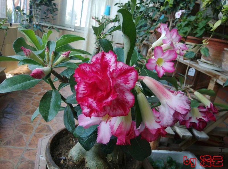 IMG_20140716_093312.jpg