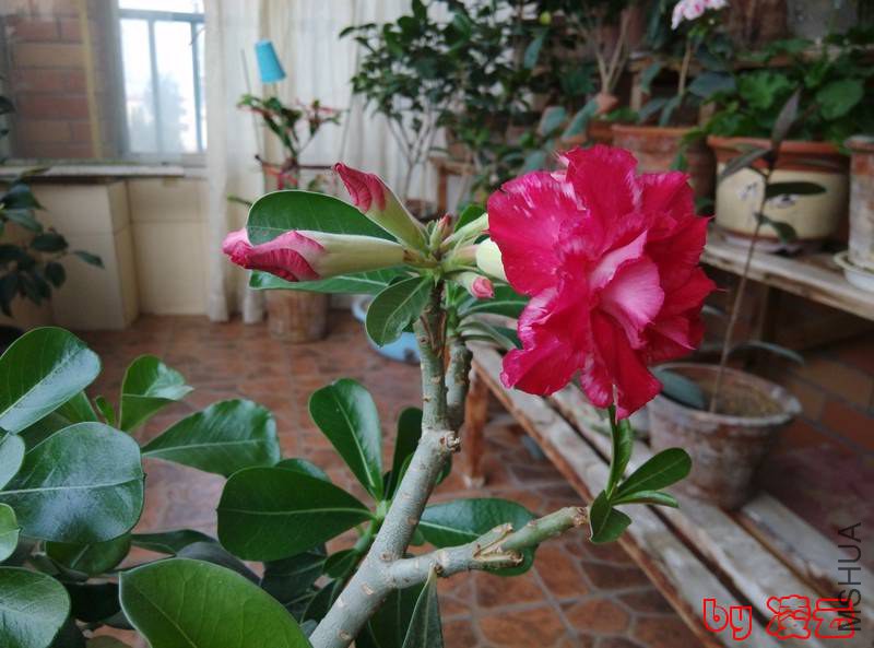 IMG_20140610_064252.jpg