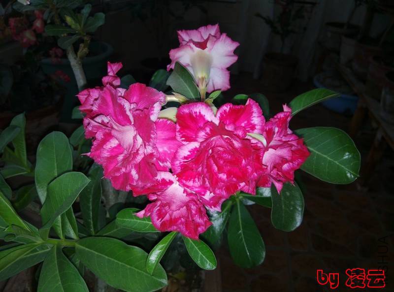 IMG_20140616_060749.jpg