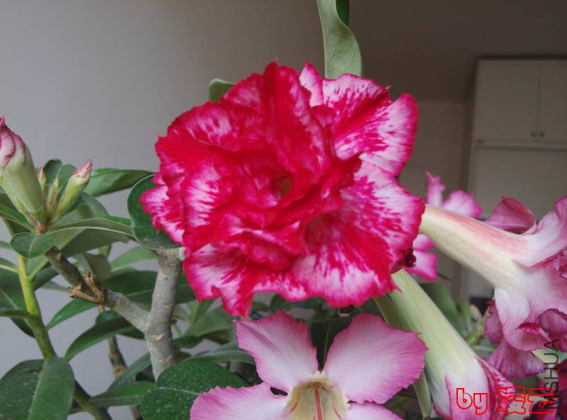 IMG_20140714_111724.jpg