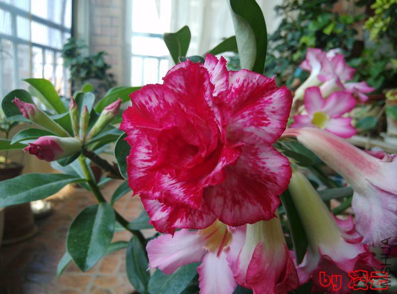 IMG_20140716_093256.jpg