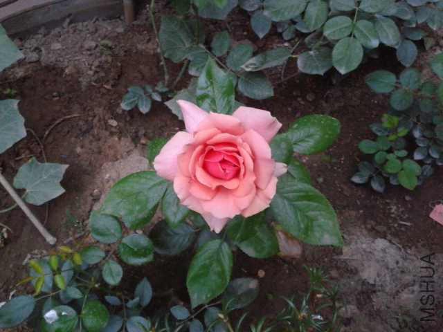 20140708_054334.jpg