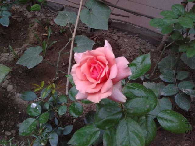 20140708_054348.jpg