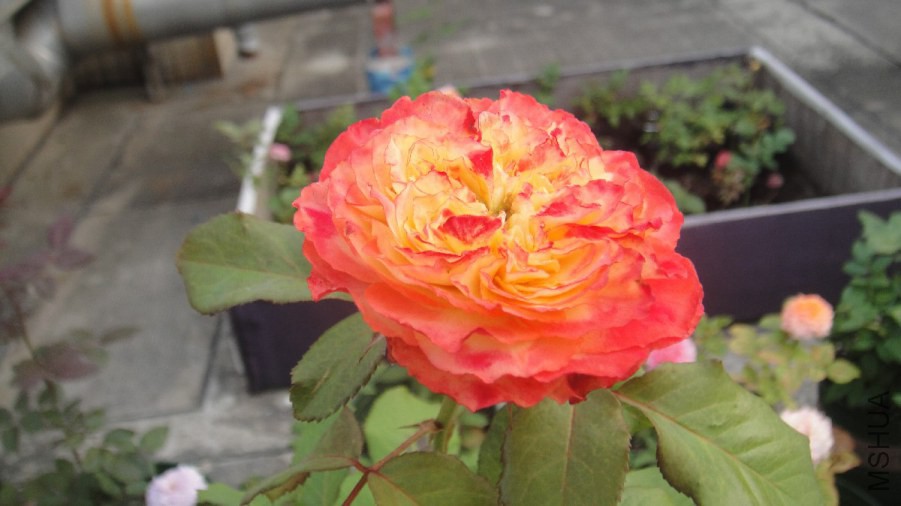 DSC07785.JPG