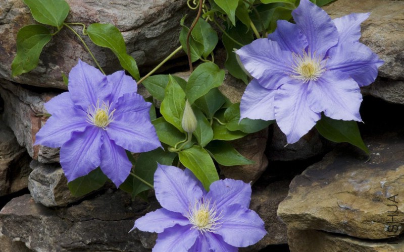 flower_2008_flower_1680_desktop_01_19947_m.jpg