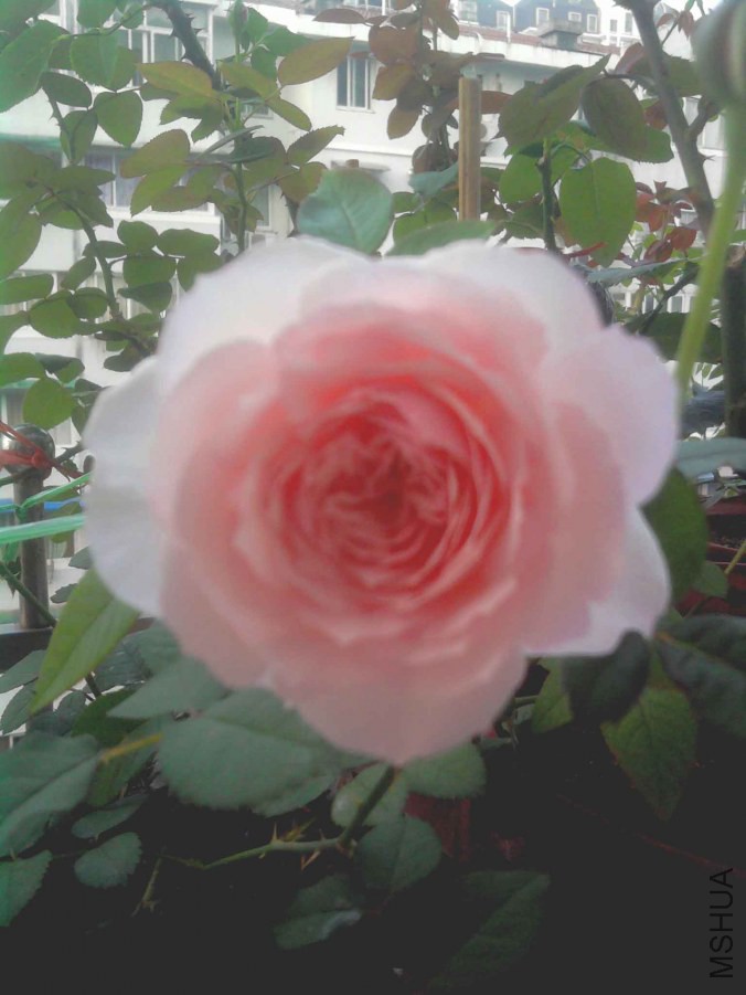 ��Ƭ0491.jpg