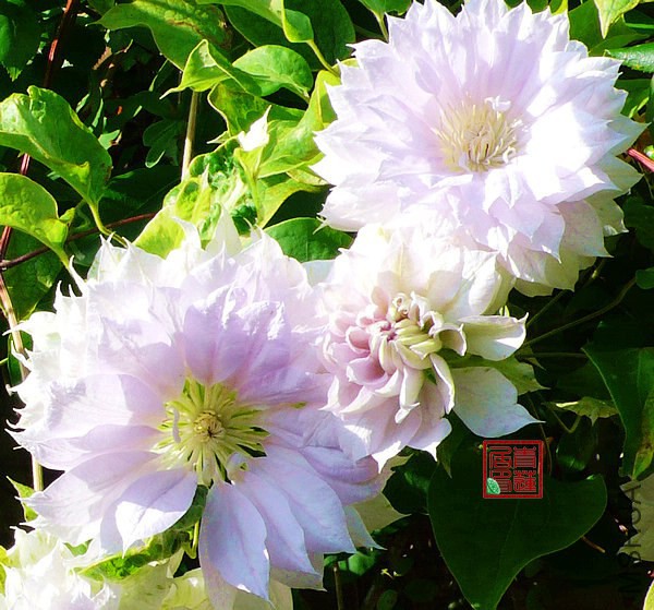 Belle of Woking8.jpg