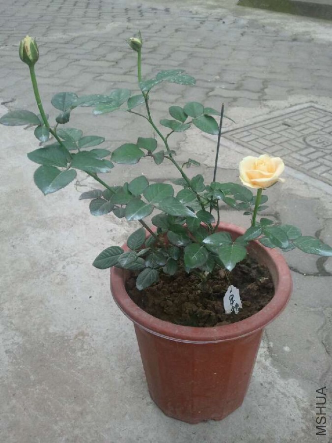 image.jpg