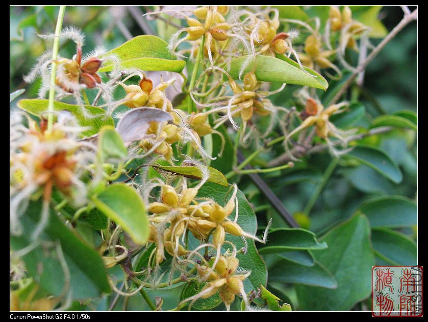 nEO_IMG_IMG_001��ҩ��  ëݢ��.jpg